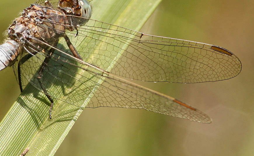 Orthetrum coerulescens e O. brunneum